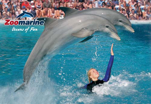 Zoomarine trainer with 2 dolphins