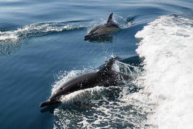 Dolphin surfing on the waves from the Lagos RIB