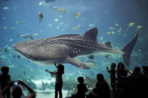 Whale at Seville Aquarium