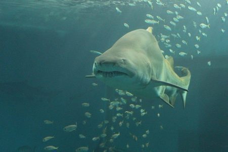 Shark in Seville Aquarium