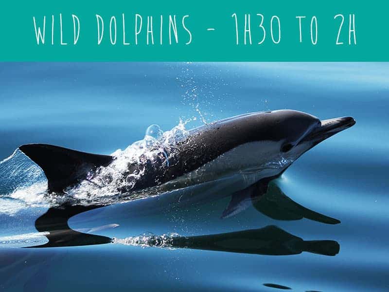 wild dolphins tour, Ferragudo