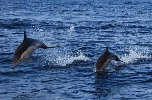 2 dolphins in the wild near Ferragudo
