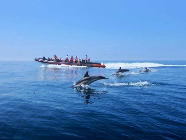 3 dolphins in front of a RIB boat.