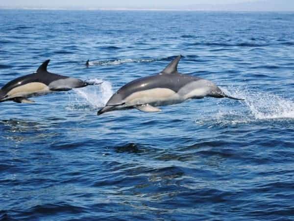 Two dolphins jumping.