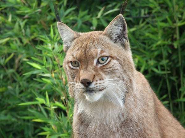 Linx with plants behind.