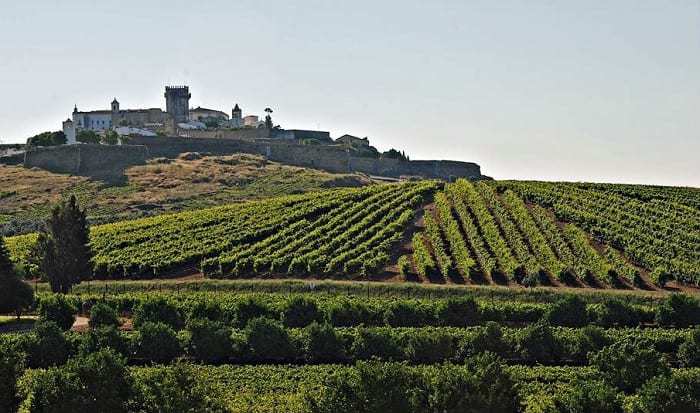 Vineyard in Estremoz