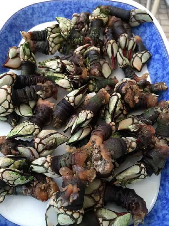 Barnacles (perceves)