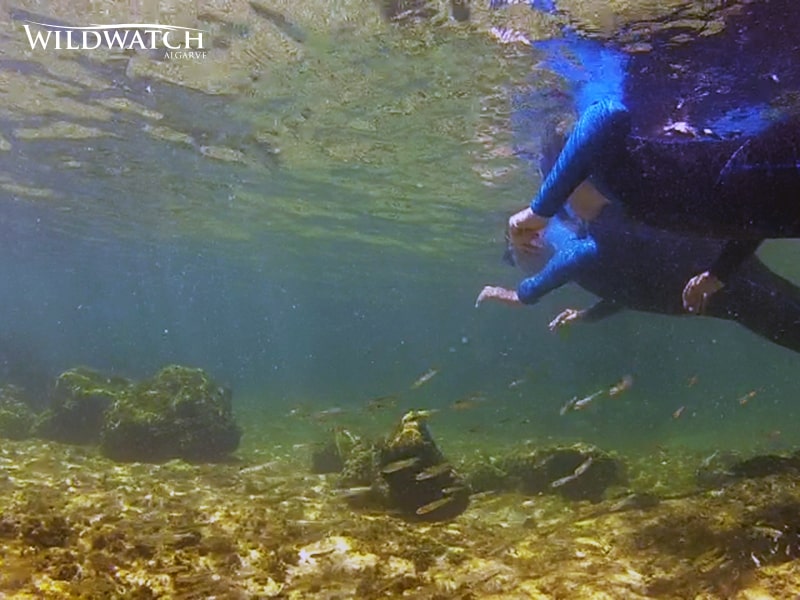 Snorkeling1a