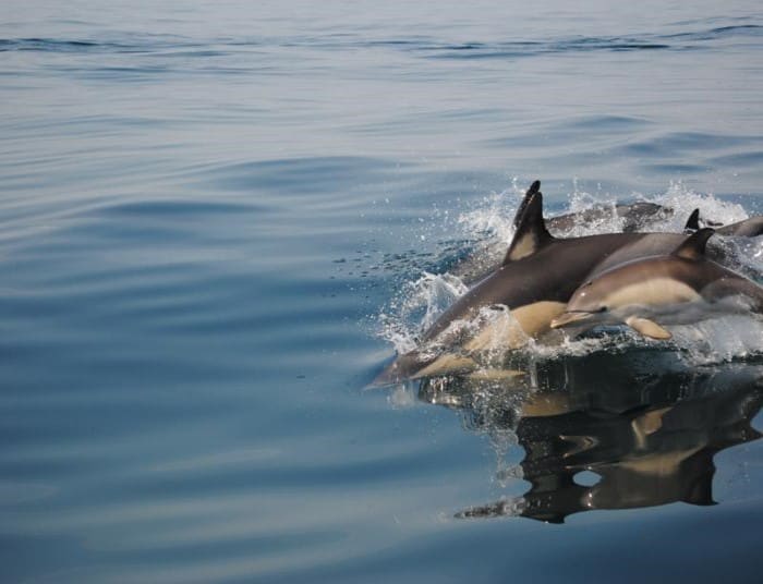 Dolphins