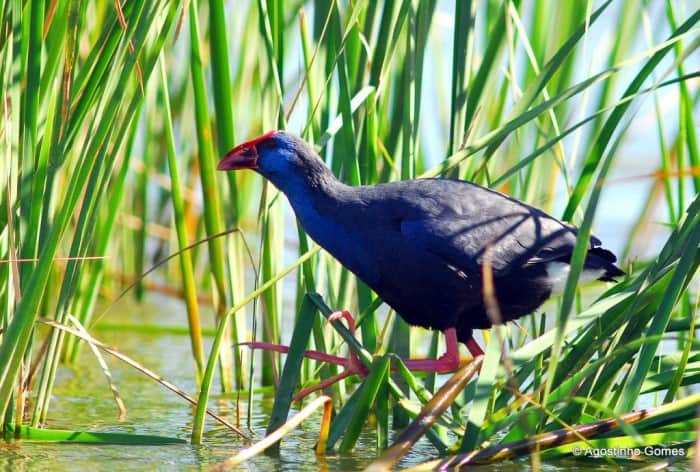 Birdwatching Tour